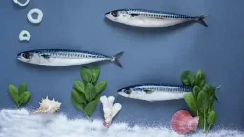 What is Sardine-Benefits, Nutritional Value
